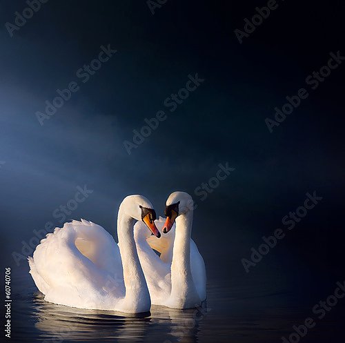 Романтичная пара белых лебедей