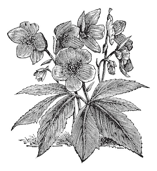 Black Hellebore or Christmas Rose or Helleborus niger, vintage engraving