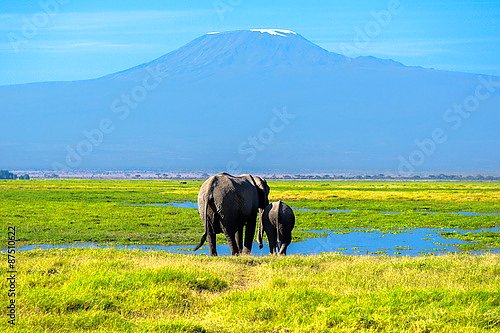 Два слона на фоне Килиманджаро
