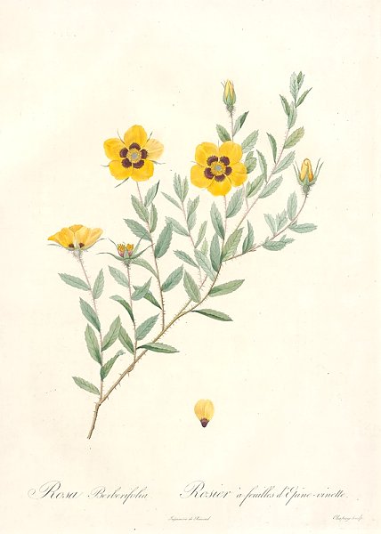 Rosa Berberifolia