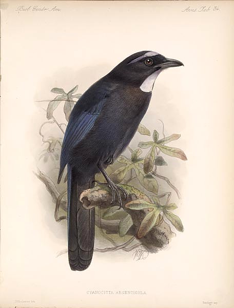 Птицы J. G. Keulemans №36