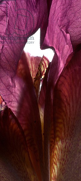 Iris Shrine Purple, 2011,