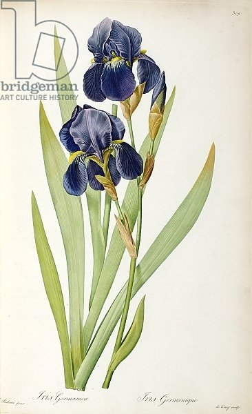 Iris Germanica, from `Les Liliacees', 1805