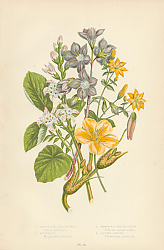 Постер Perfoliate Yellow-wort, Buckbean, Nymphea-like Villarsia, Jacob's Ladder 1
