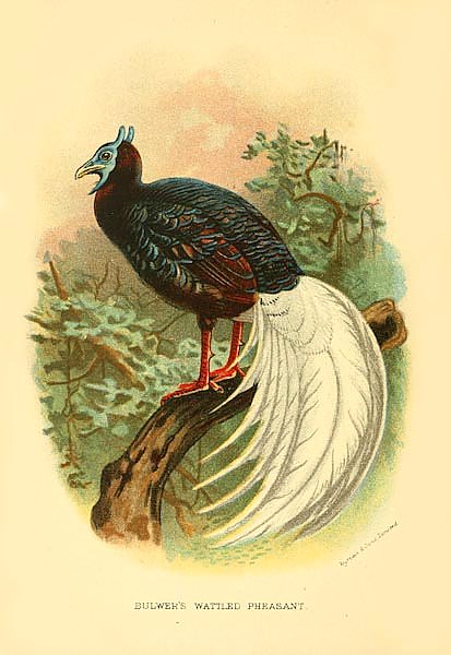 Bulwer's Wattled Pheasant