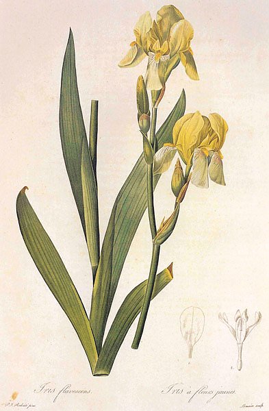 Iris flavescens Delie in Redoute