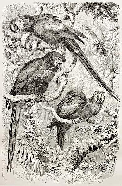 Scarlet Macaw (Ara macao). Created by Kretschmer and Schmid, published on Merveilles de la Nature, B