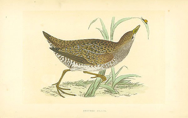 Spotted Crake 1
