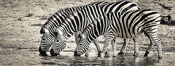 Зебры на водопое 1