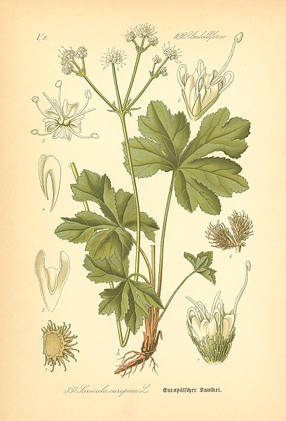 Flora von Deutschland №10