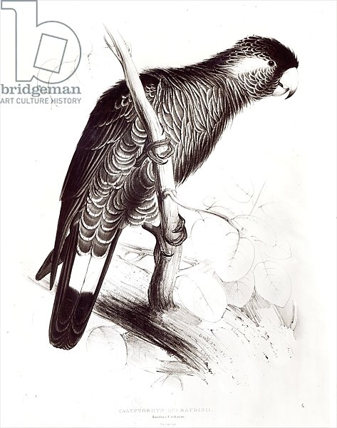 Calyptorhynchus Baudinii, or Baudin's Cockatoo, 1832