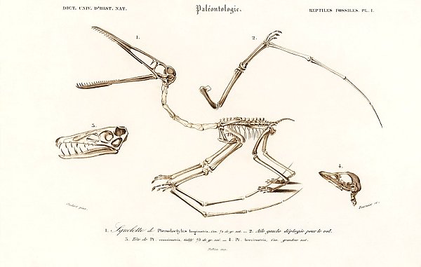 Птерозавр (Pterodactylus) 