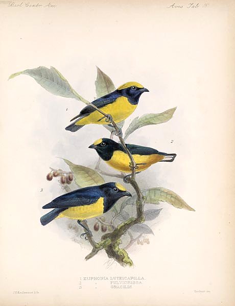 Птицы J. G. Keulemans №18