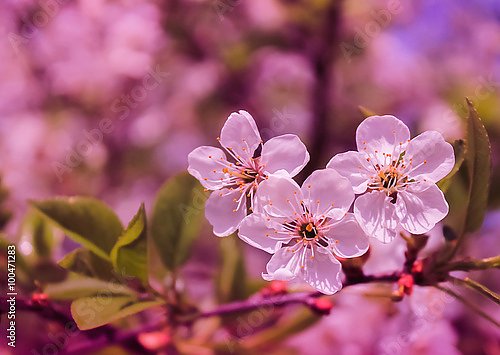 Три цветущих цветок вишни