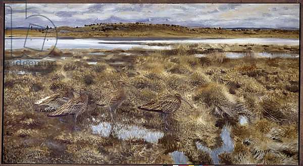 Curlews Birds in the marshes. Painting by Bruno Andreas Liljefors 1913 Sun. 1,19x2,2 m Paris, Musee du Louvre