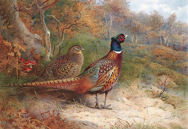 A hen and a cock pheasant