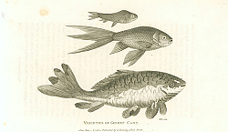 Постер Varieties of Golden Carp 1