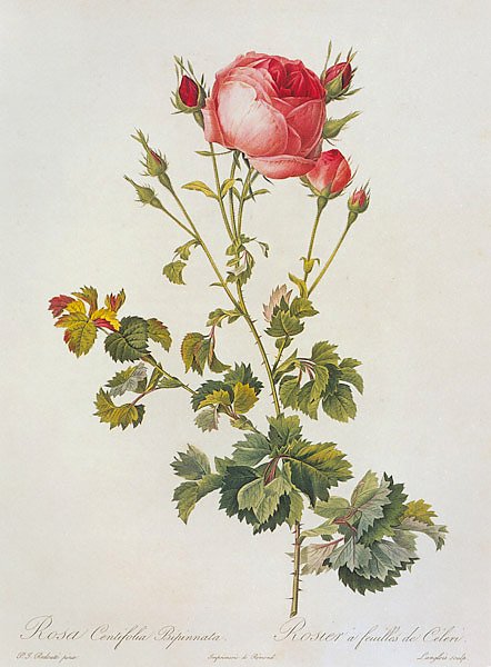 Rosa Centifolia L. Cv. 3