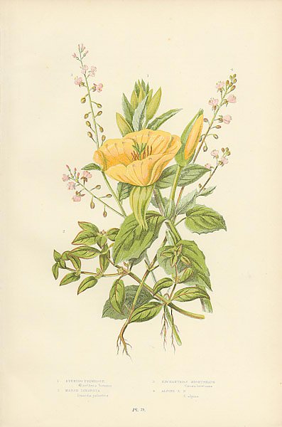 Постер Evening Primrose, Marsh Isnardia, Enchanter's Nightshade, Alpine e.n.