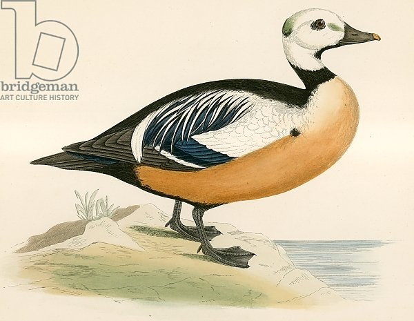 Steller's Western Duck