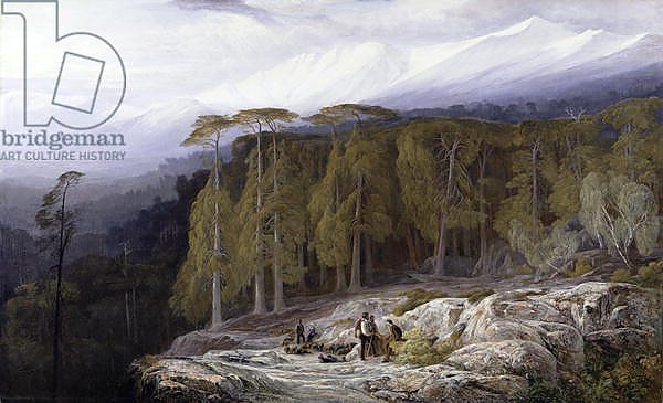 The Forest of Valdoniello, Corsica, 1869