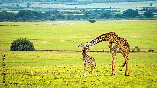 Два жирафа на фоне зеленой долины