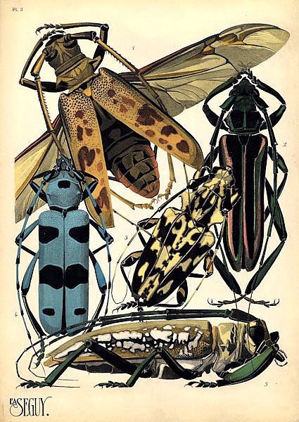 Insects by E. A. Seguy №14