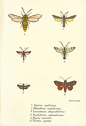 Постер Aegeria apiformis