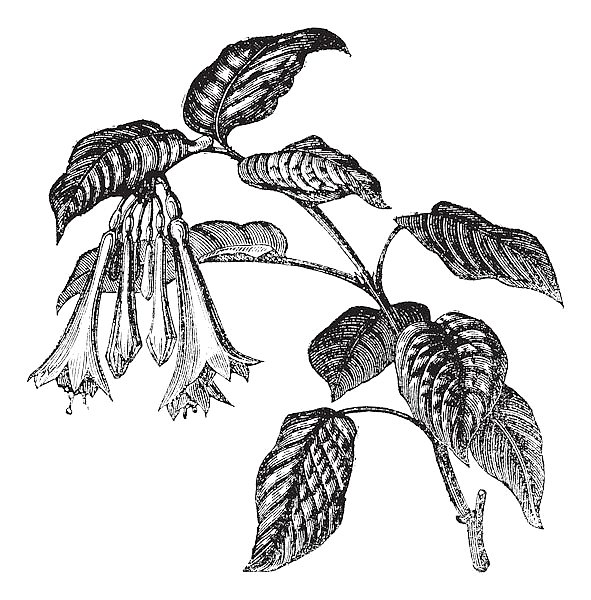 Fuchsia fulgens vintage engraving