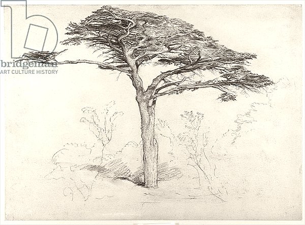Old Cedar Tree in Botanic Garden, Chelsea, 1854