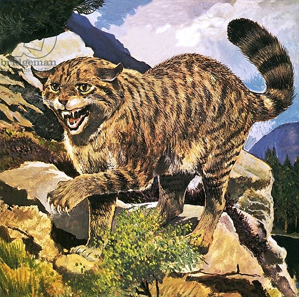 Wildcat 2