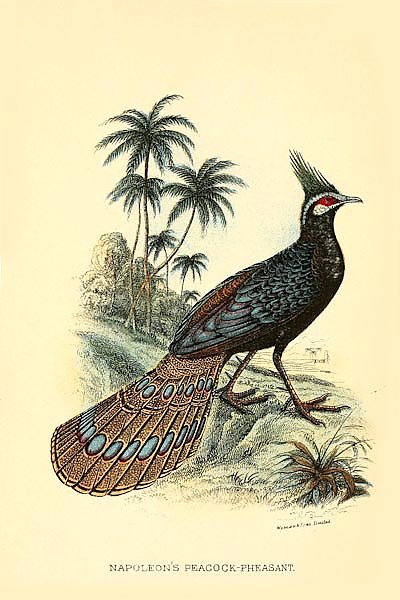 Napoleon's Peachock-Pheasant