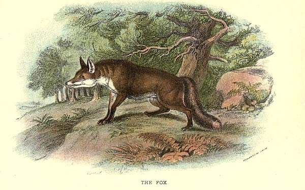 BRITISH MAMMAL 1896 FOX