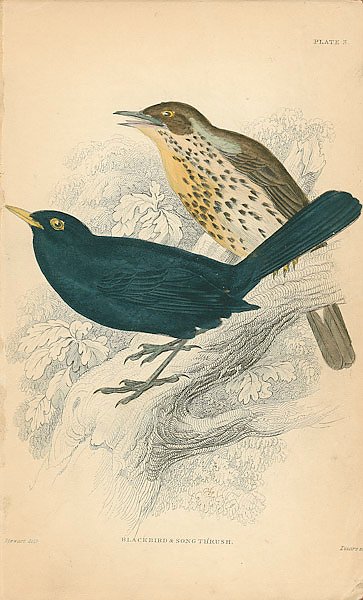 Blackbird, song thrush