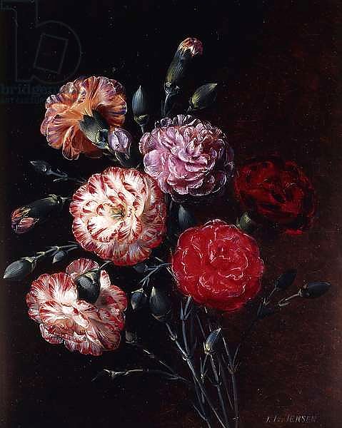 Carnations,