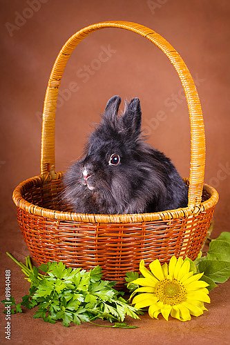Лихматый кролик в корзине с цветком