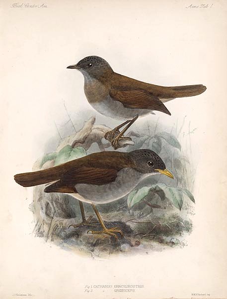 Птицы J. G. Keulemans №2
