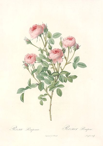 Rosa Pomponia