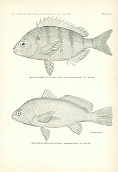 Постер Lagodon Rhomboides (Linnaeus), Aplodinotus Grunniens Rafinesque 1