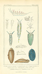 Постер Mollusca №11 1