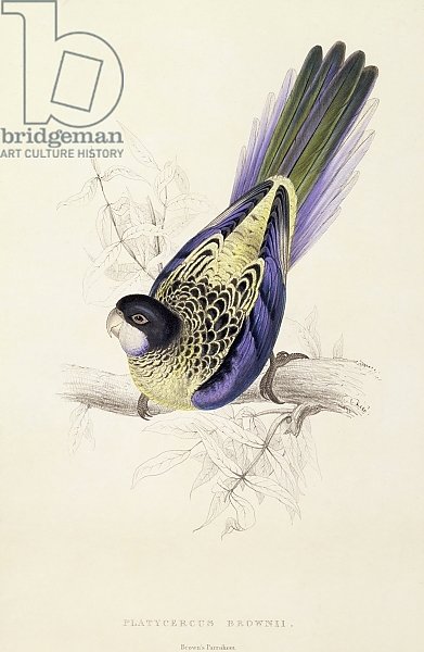 Platycercus Brownii, or Brown's Parakeet, 1832
