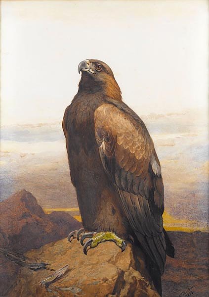 Golden eagle 6