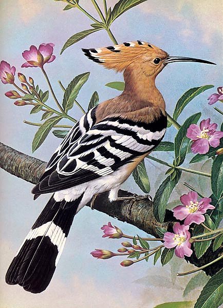 British Birds - Hoopoe