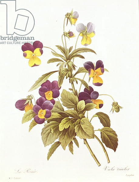 Viola Tricolour