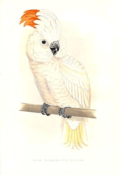 Great Salmon-Crested Cockatoo