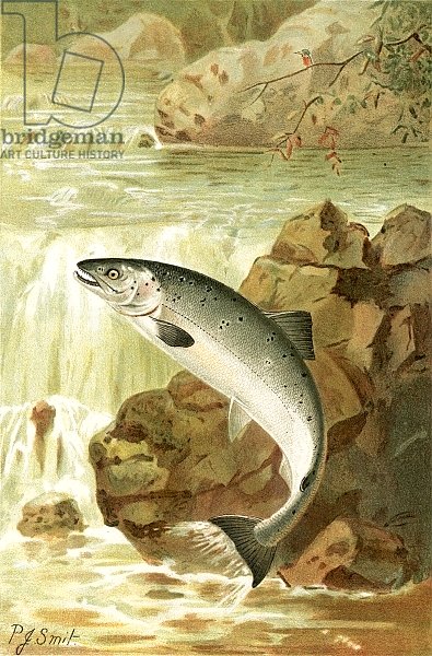 A Salmon leap