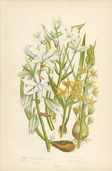 Spiked Star of Bethlehem, Common s.o.b., Drooping s.o.b., Yellow Gagea