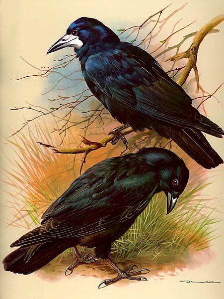 Rock Crow And Carrion Crow