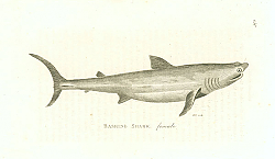 Постер Basking Shark, female 1