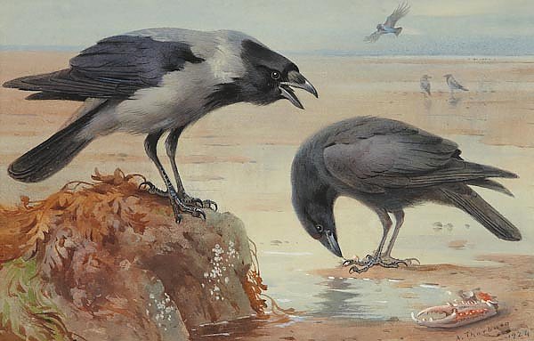 Hooded crow and carrion crow